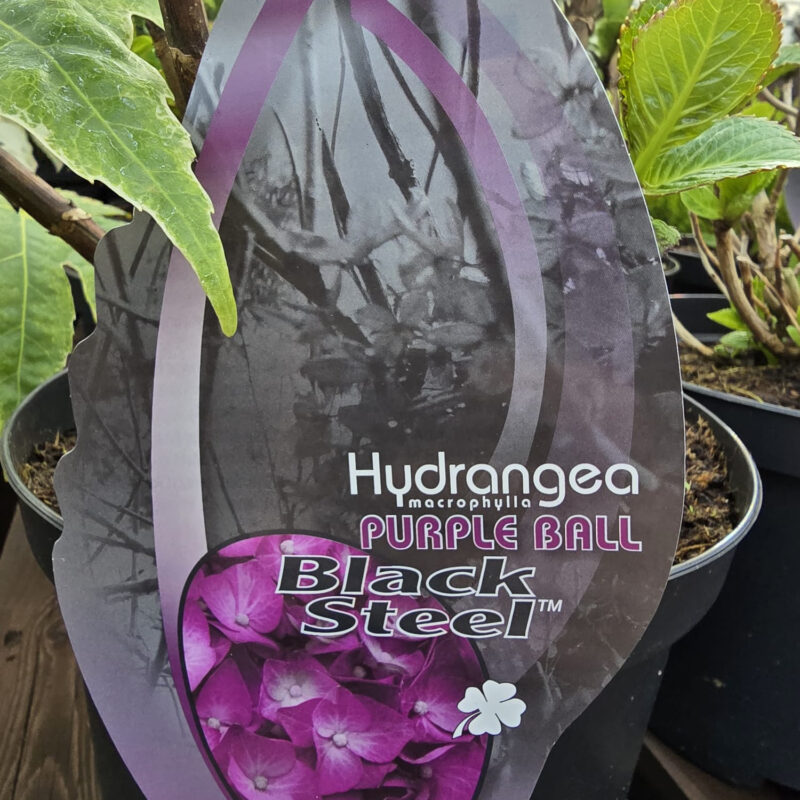 Hydrangea black steel purple ball 4ltr