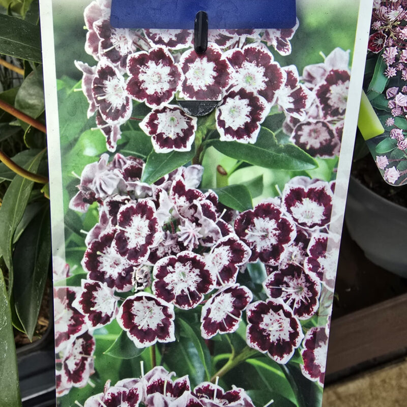 Kalmia latifolia black label 3ltr