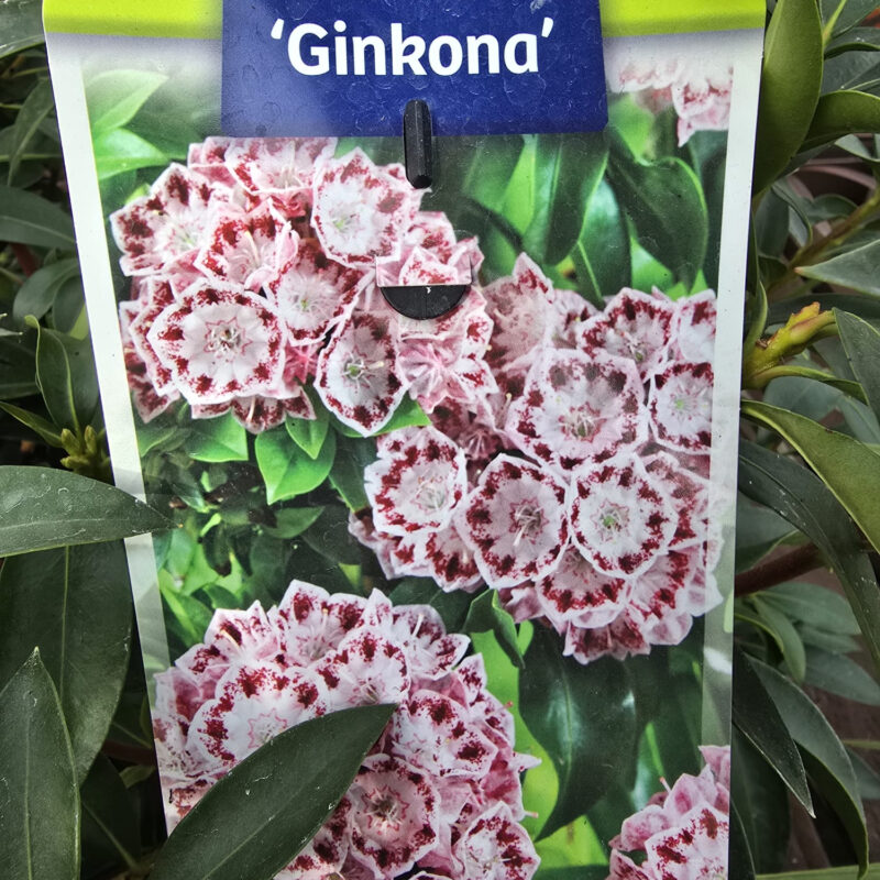 Kalmia latifolia ginkona 3ltr