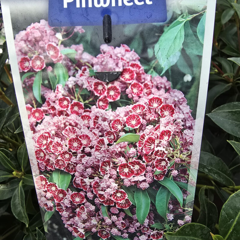 Kalmia latifolia pinwheel 3ltr