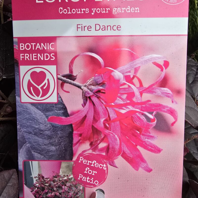 Loropetalum Fire Dance 3ltr
