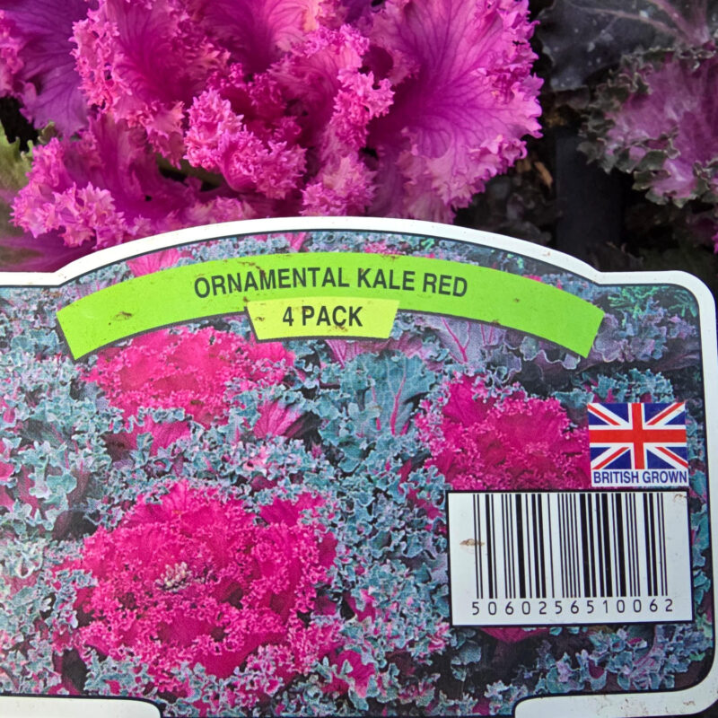 Ornamental kale 4 pack