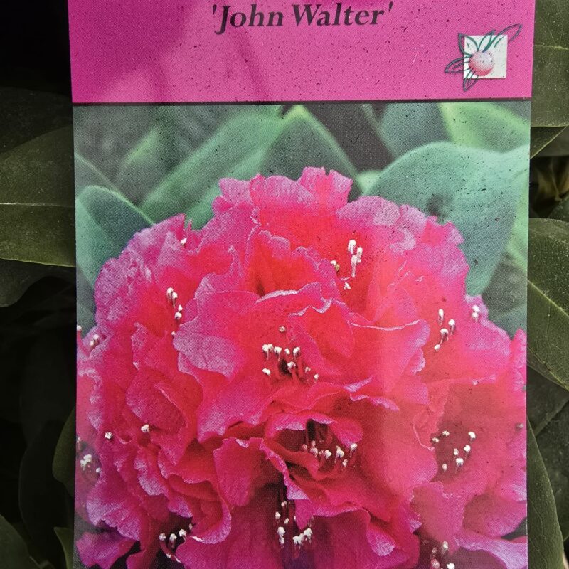 Rhododendron Johnson Walter 5ltr