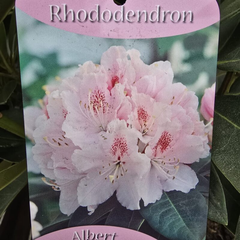 Rhododendron albert schweitzer 5 ltr