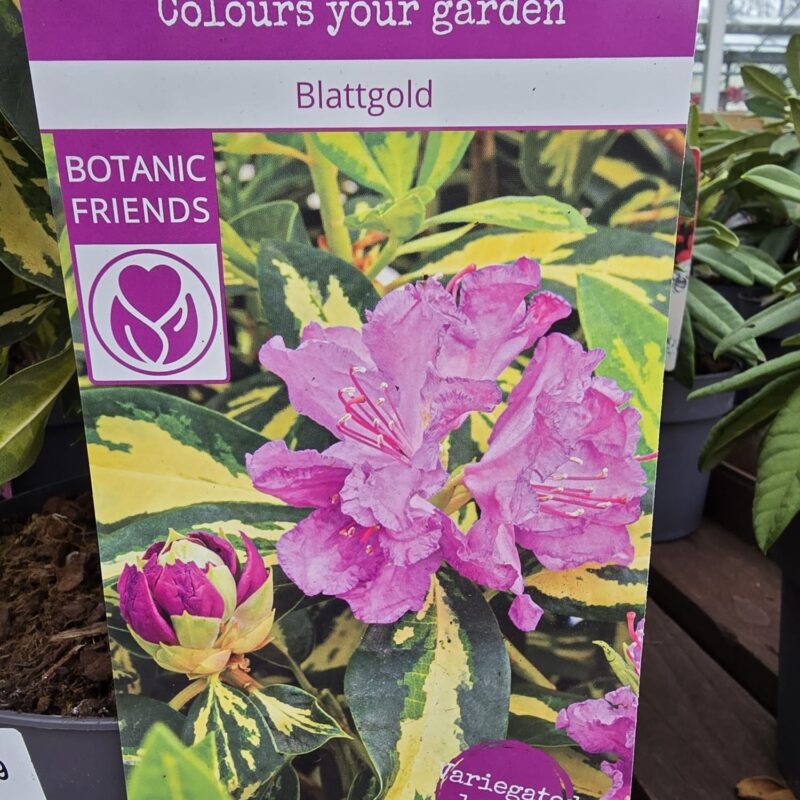 Rhododendron blattgold 3ltr