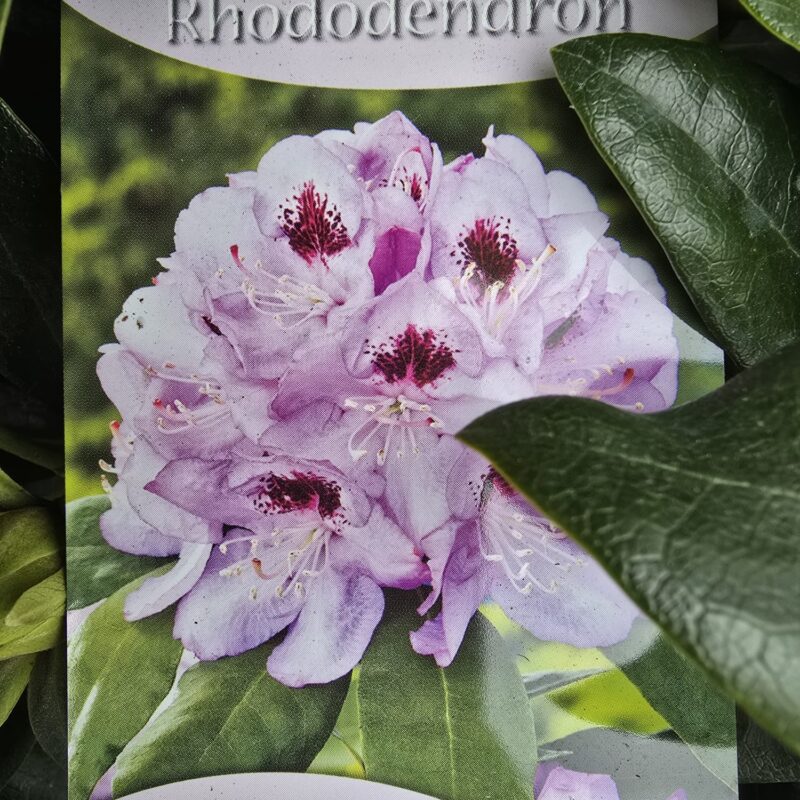Rhododendron blue Jay 5ltr