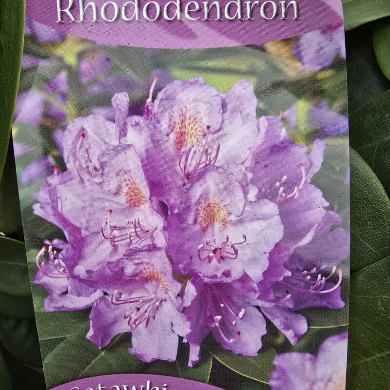 Rhododendron catawbiense 5ltr