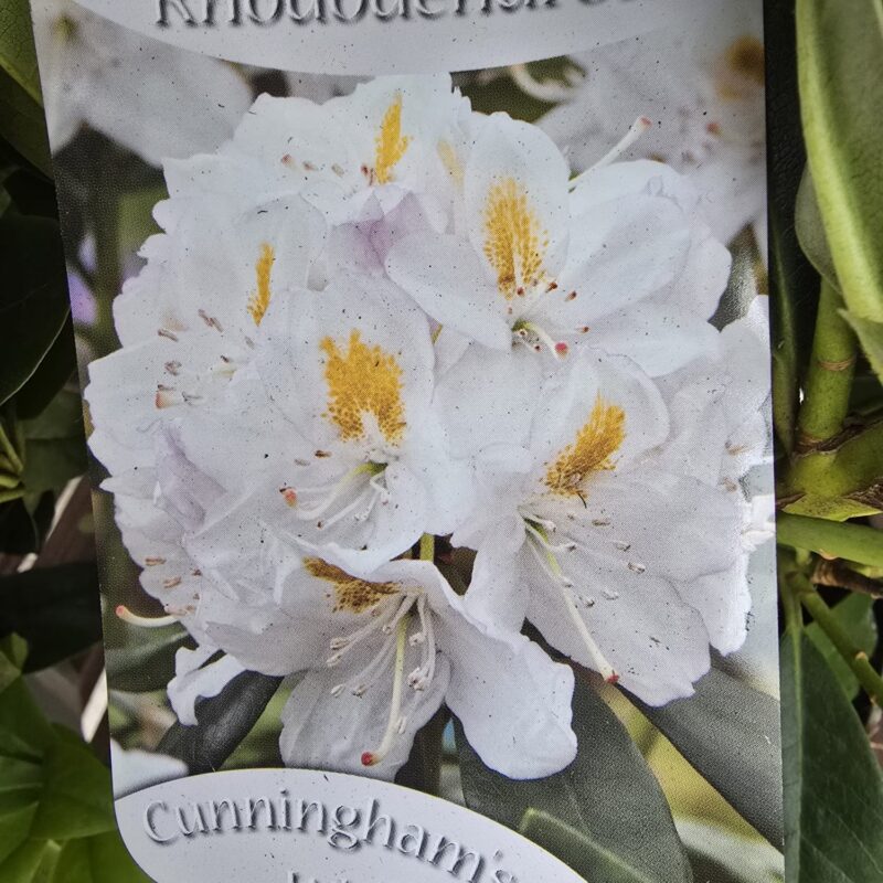 Rhododendron cunninghams white 5ltr