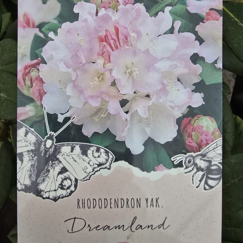 Rhododendron dreamland 3ltr