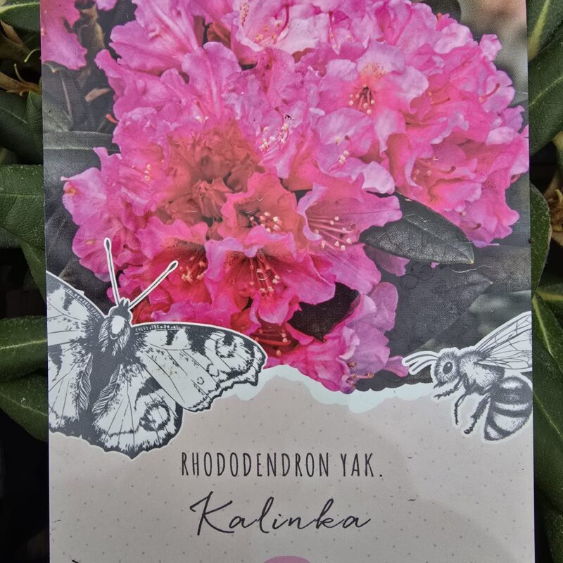 Rhododendron kalinka 3ltr