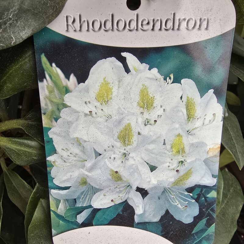 Rhododendron madame masson 5ltr