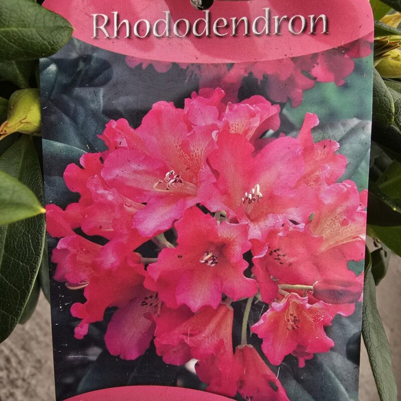 Rhododendron syphocalix 5ltr