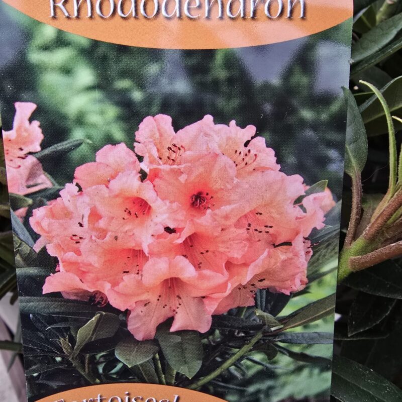 Rhododendron tortoiseshell orange 5ltr
