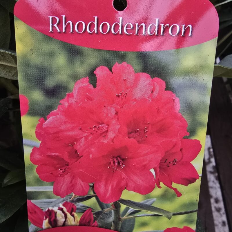 Rhododendron vulcans flame 5ltr
