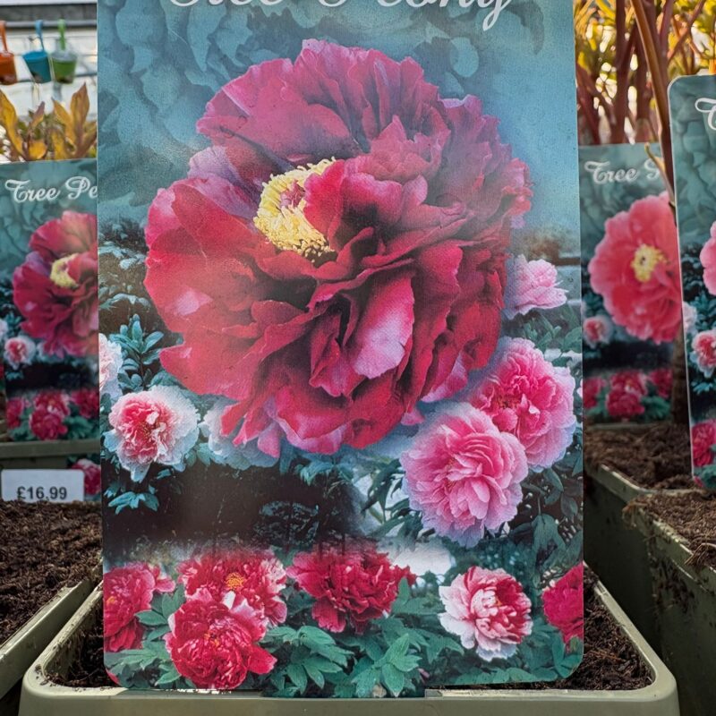 Tree Peony Burgandy 1ltr £12.99