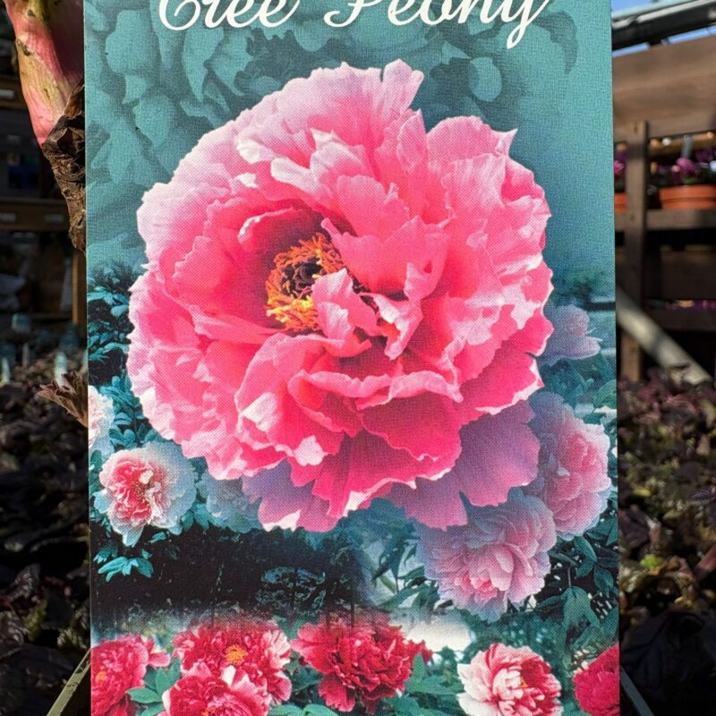 Tree Peony Hot pink 1ltr £12.99
