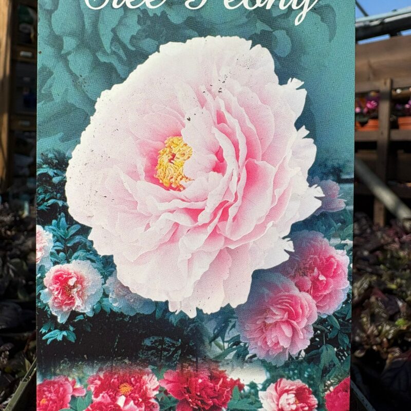 Tree Peony Light pink 1ltr £12.99
