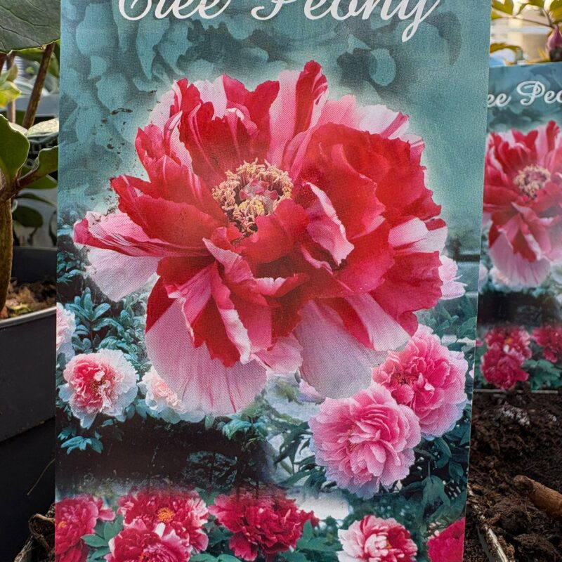 Tree Peony Mixed pink 1ltr £12.99
