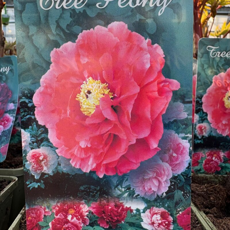 Tree Peony Pink 1ltr £12.99