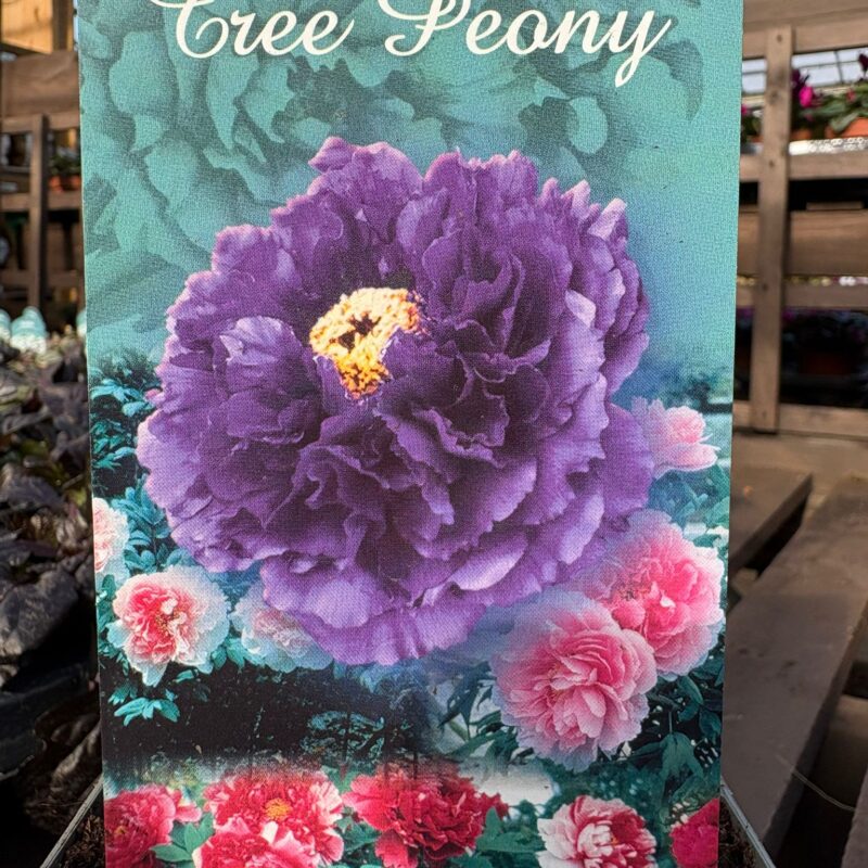 Tree Peony Purple 7ltr