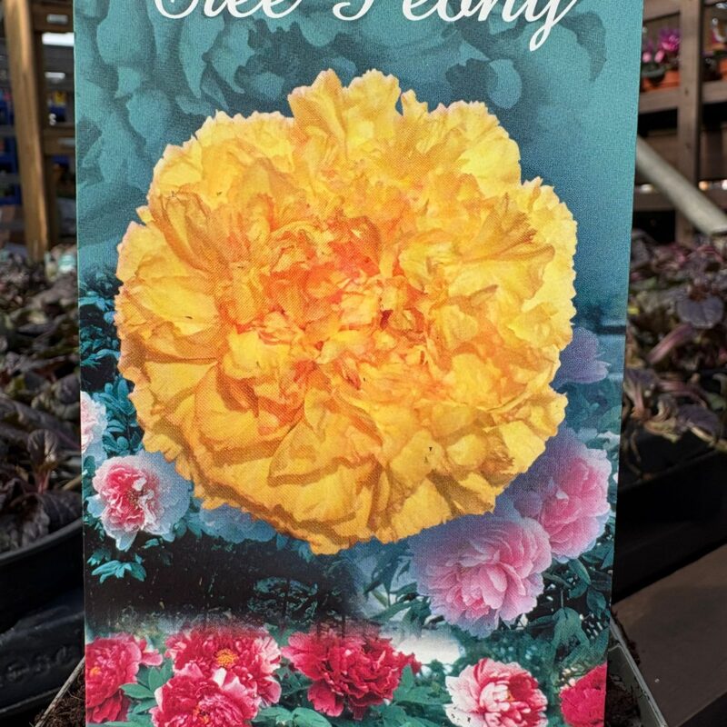 Tree Peony Sunshine Yellow 1ltr