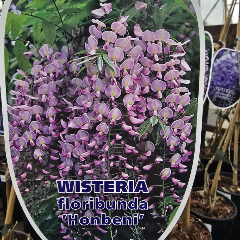 Wisteria honbeni 2ltr