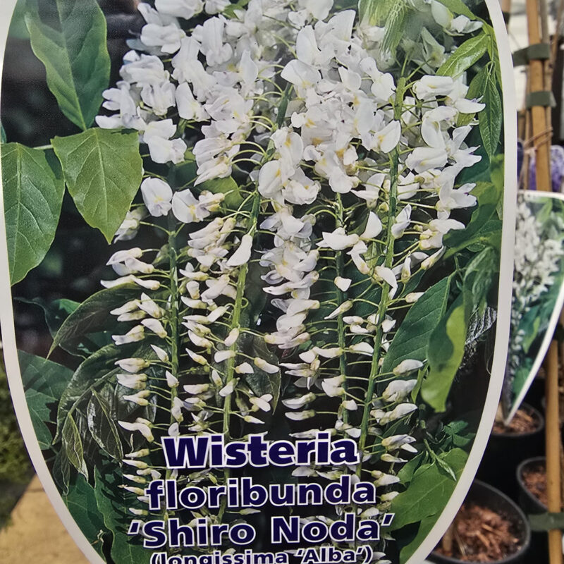 Wisteria shiro noda 2ltr