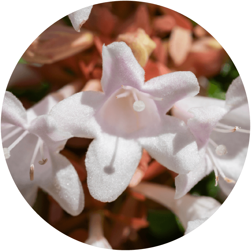 Abelia grandiflora