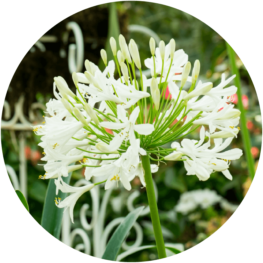 Agapanthus