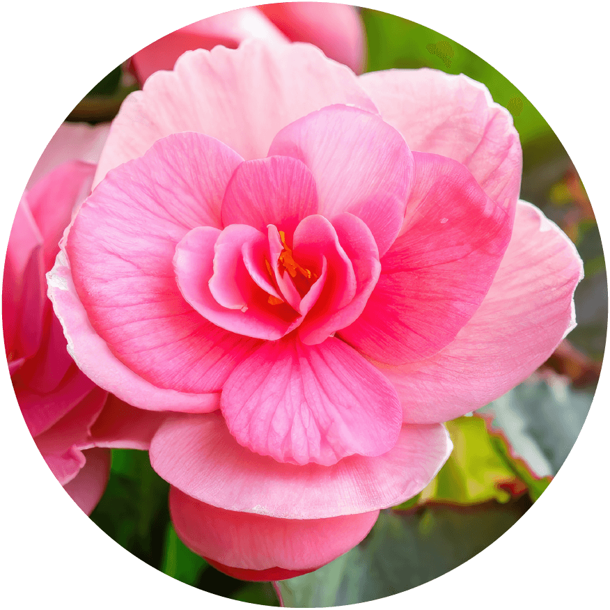 Begonia