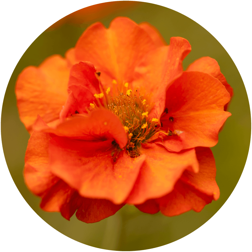 Geum Orange