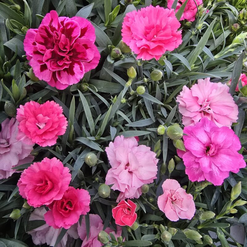 3 x 3.99 dianthus mix £12
