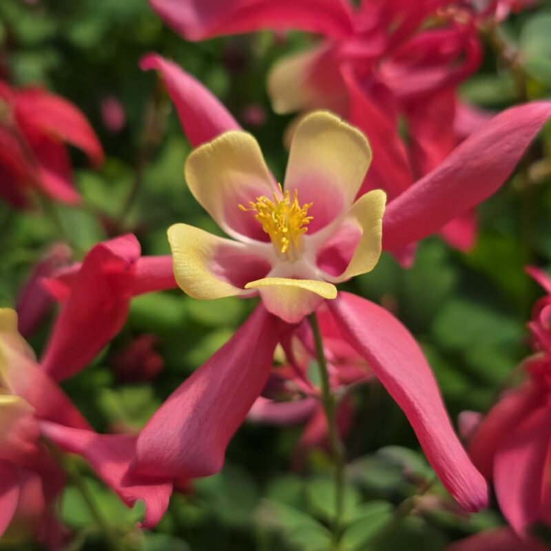 Aquilegia serie 2ltr £7.99