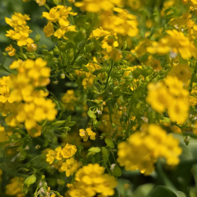 Aurinia yellow 2ltr £7.99