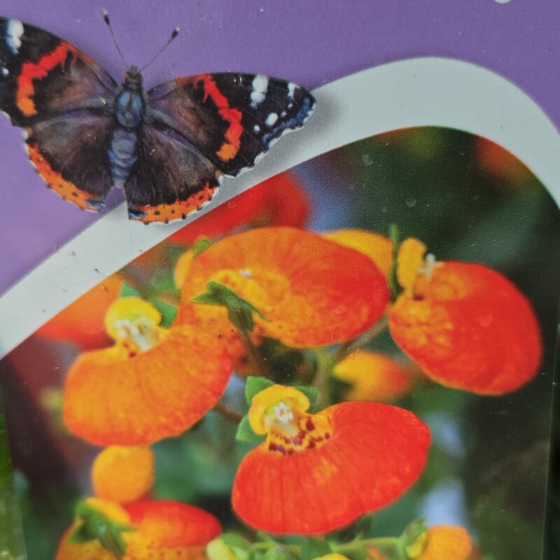 Calceolaria orange 2ltr £9.99