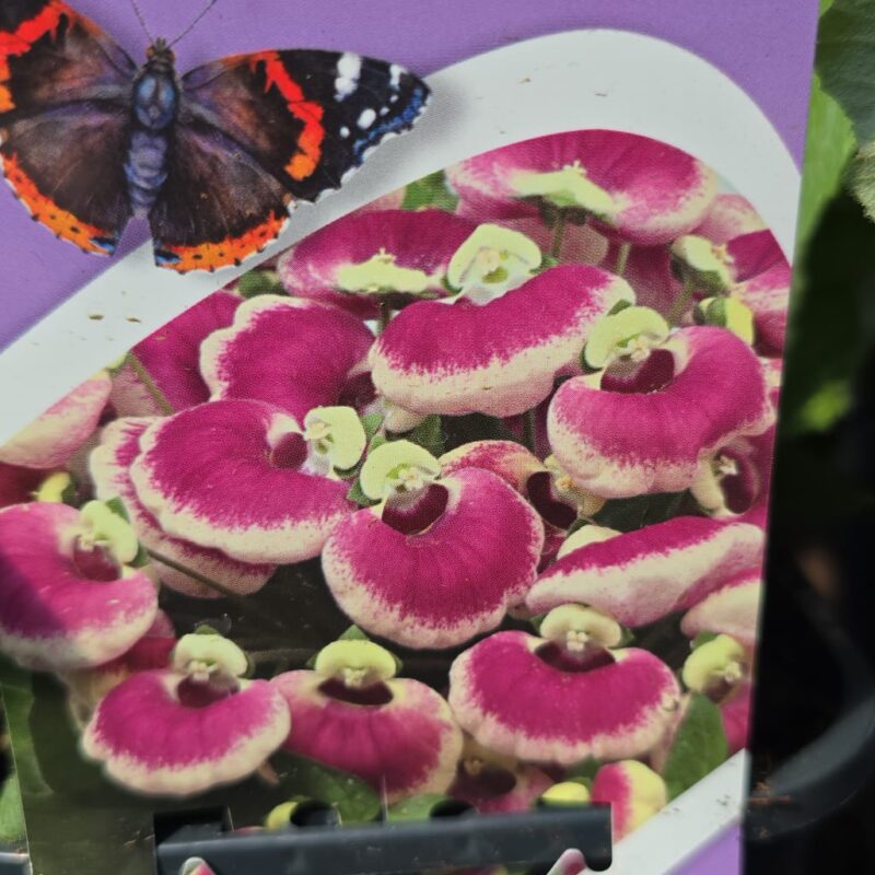 Calceolaria pink bicolour 2ltr £9.99