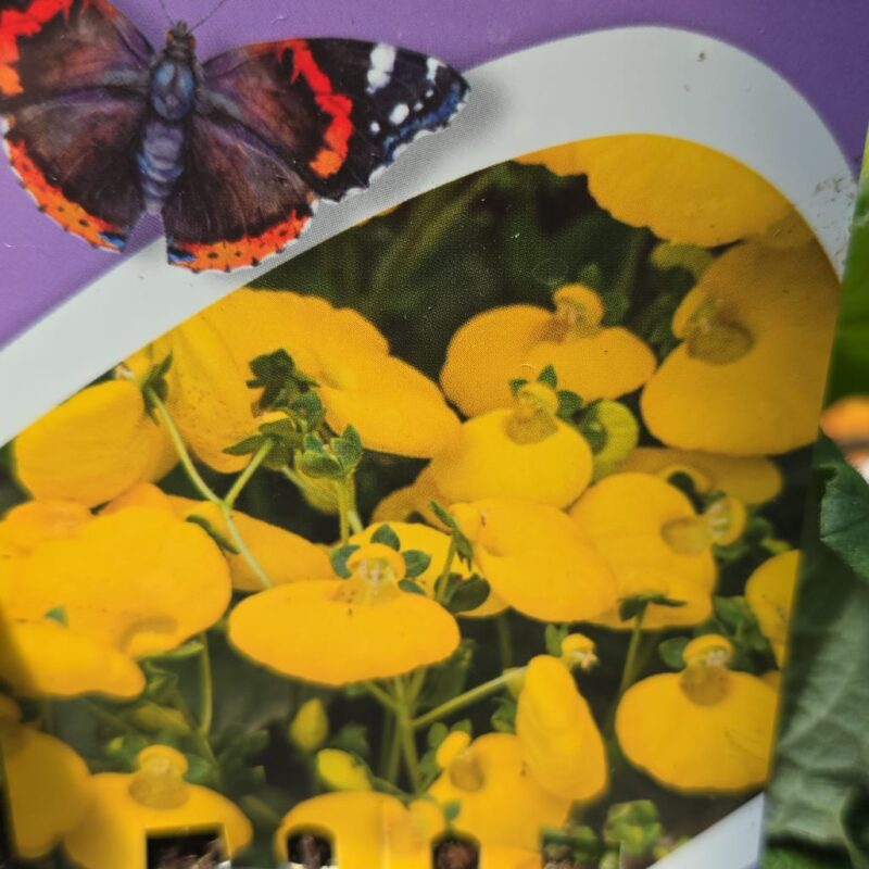 Calceolaria yellow 2ltr £9.99