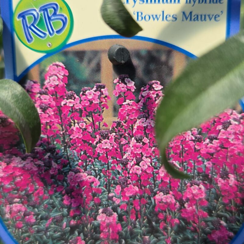 Erysimum bowls mauve 2ltr £9.99