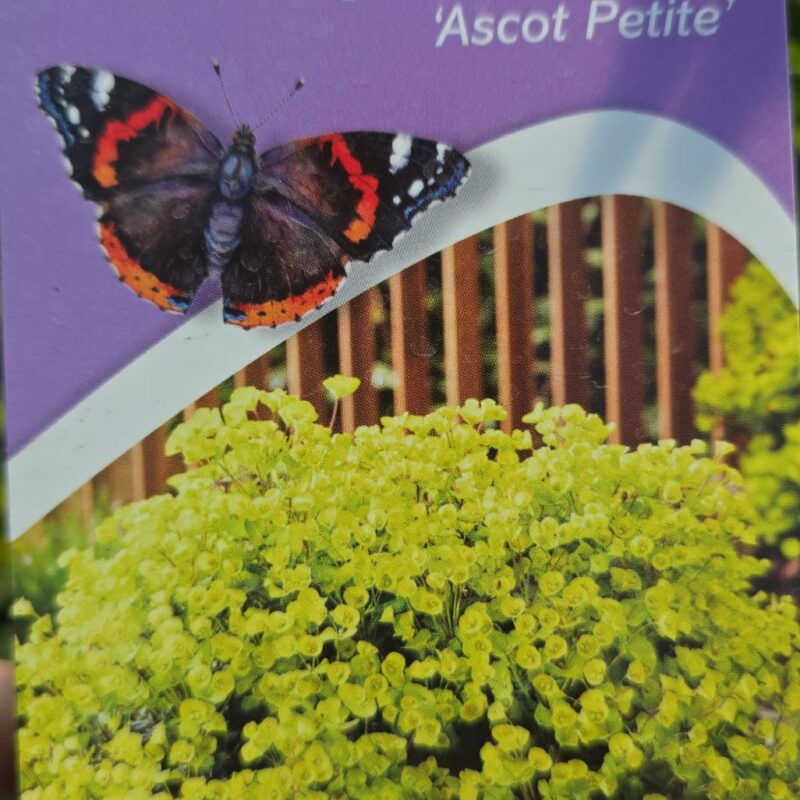 Euphorbia ascot petite 2ltr £10.99