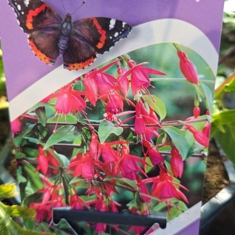 Fuchsia bernisser hardy 2ltr £9.99