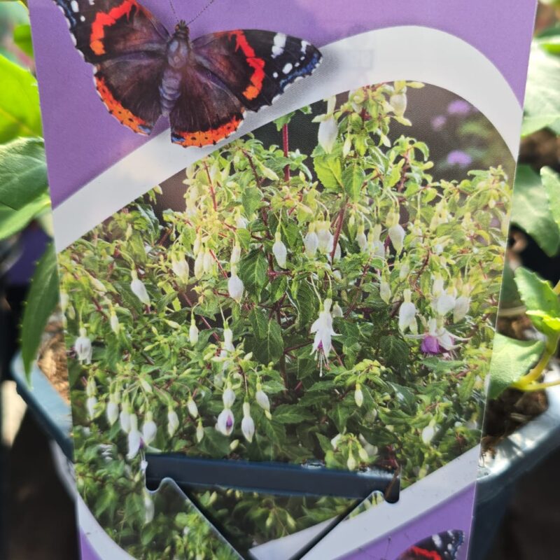 Fuchsia delta sarah 2ltr £9.99