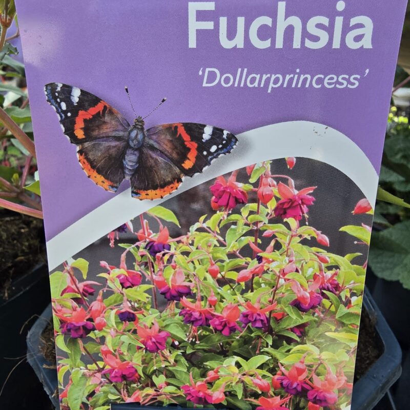 Fuchsia dollar princess 2ltr 9.99