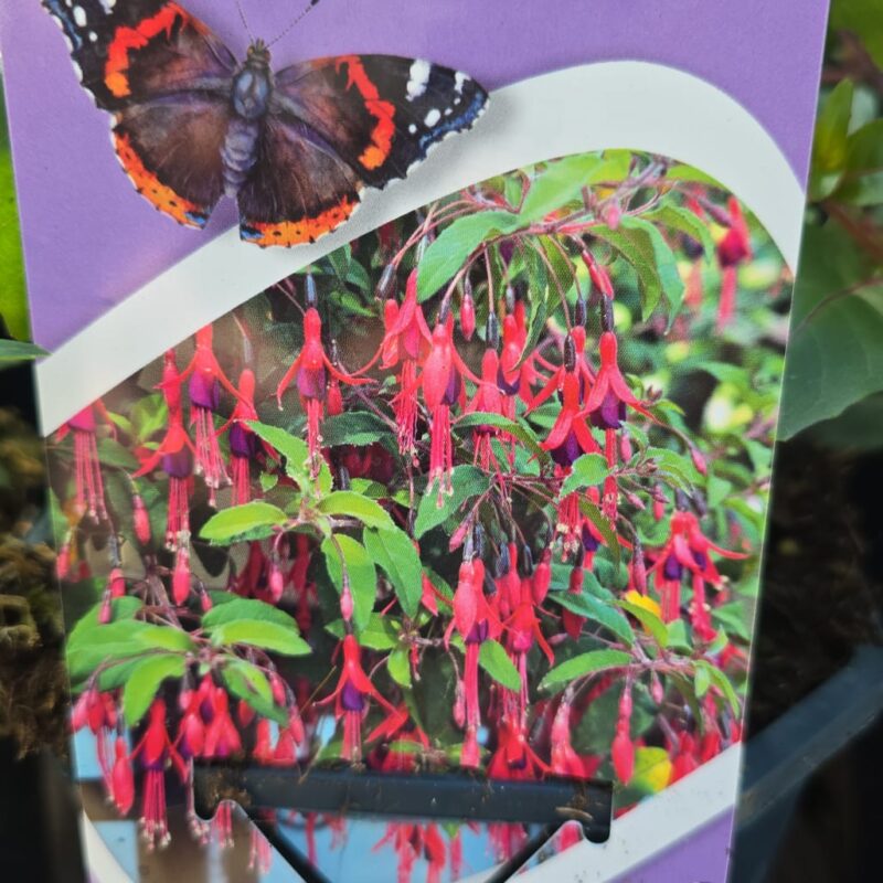 Fuchsia riccartonii 2ltr £9.99
