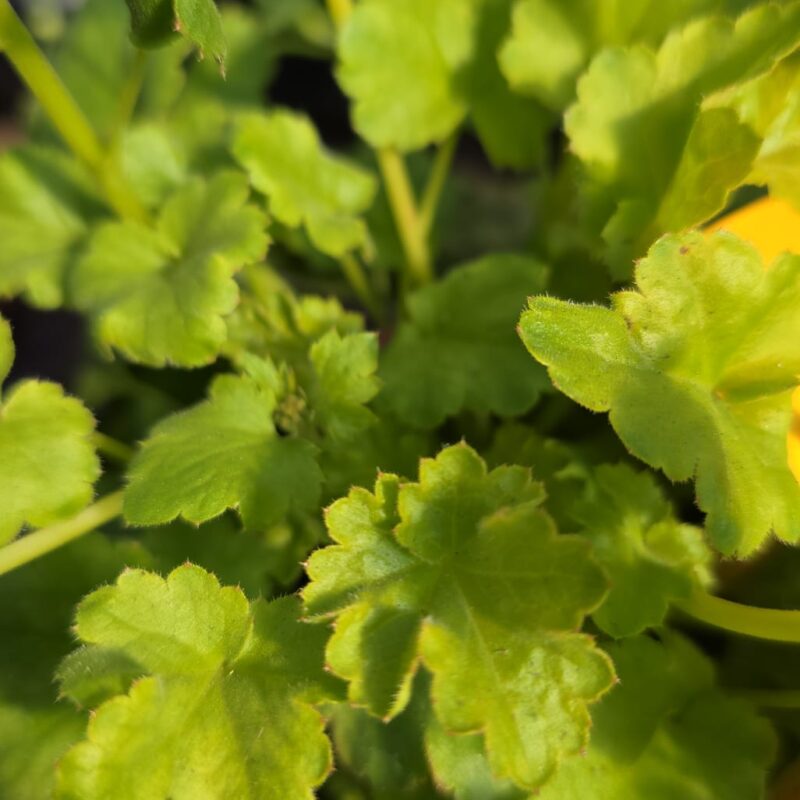 Heuchera green 1ltr £9.99