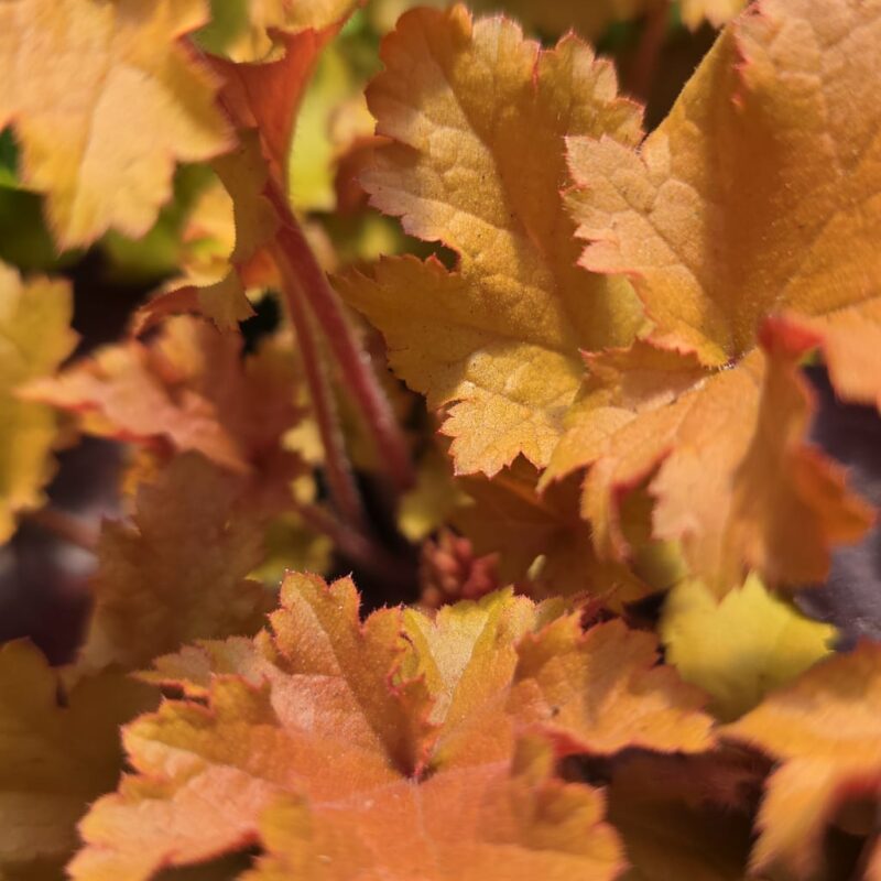 Heuchera marmalade 1ltr £9.99