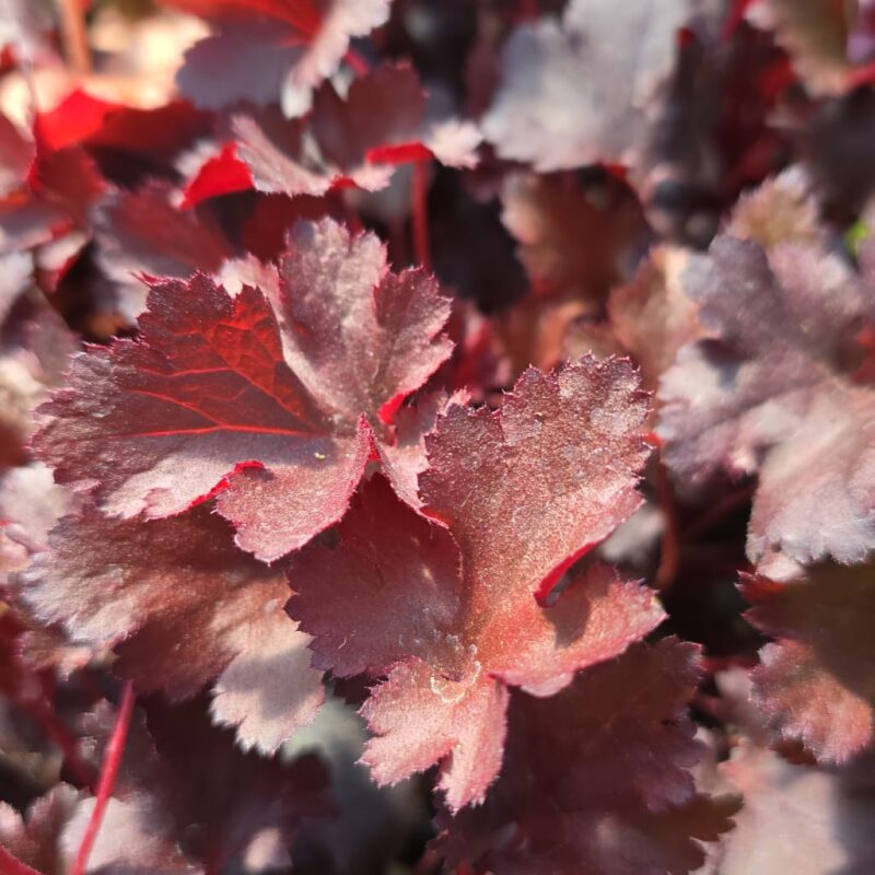 Heuchera red 1ltr £9.99