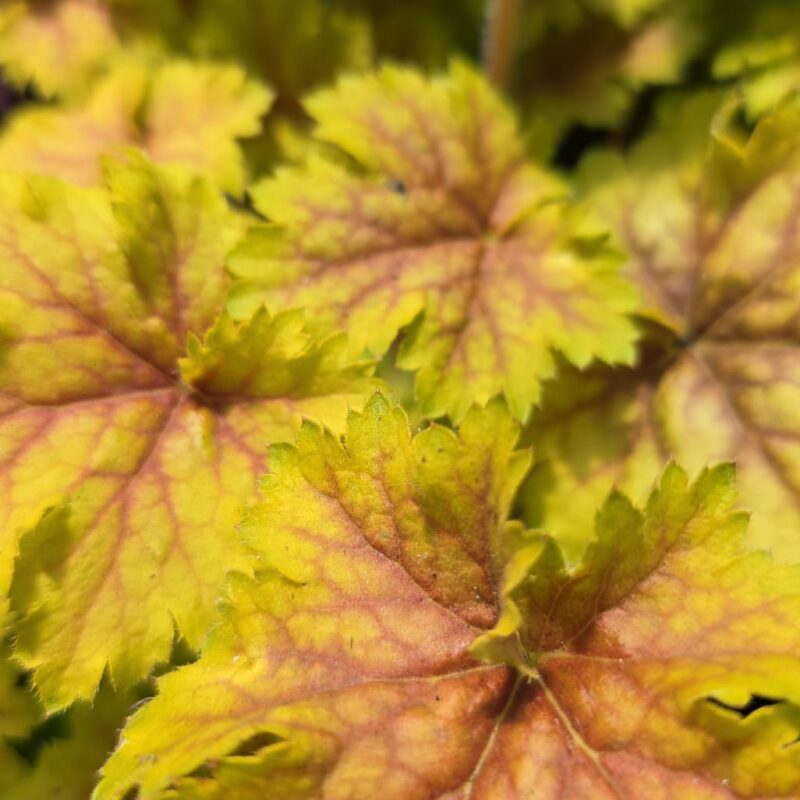 Heuchera yellow 1ltr £9.99
