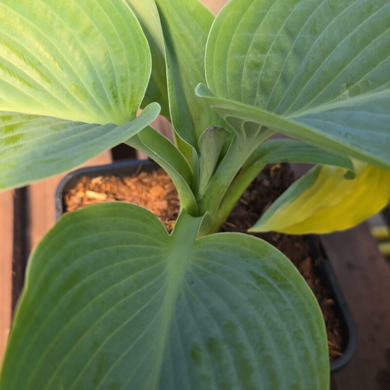 Hosta blue 2ltr £9.99