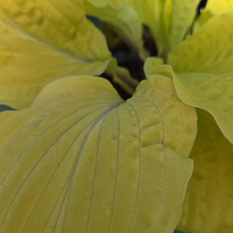 Hosta gold 2ltr £9.99