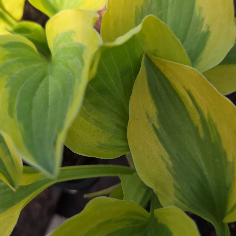 Hosta gold varigated 2ltr £9.99
